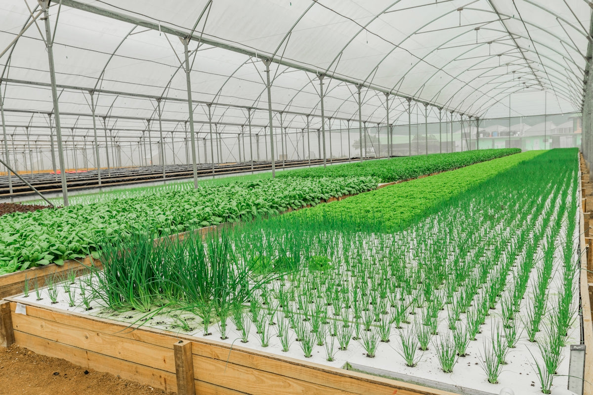 A large greenhouse with lots of plants growing inside of it