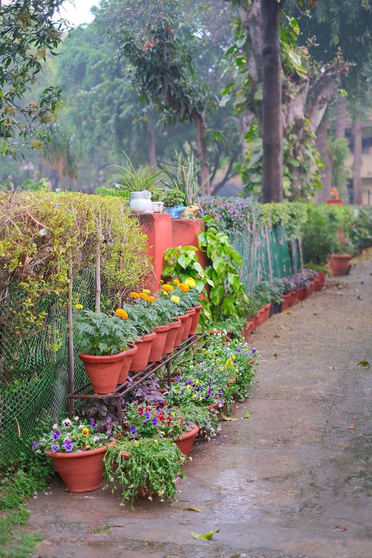 A row of potted plants sitting next to a fence