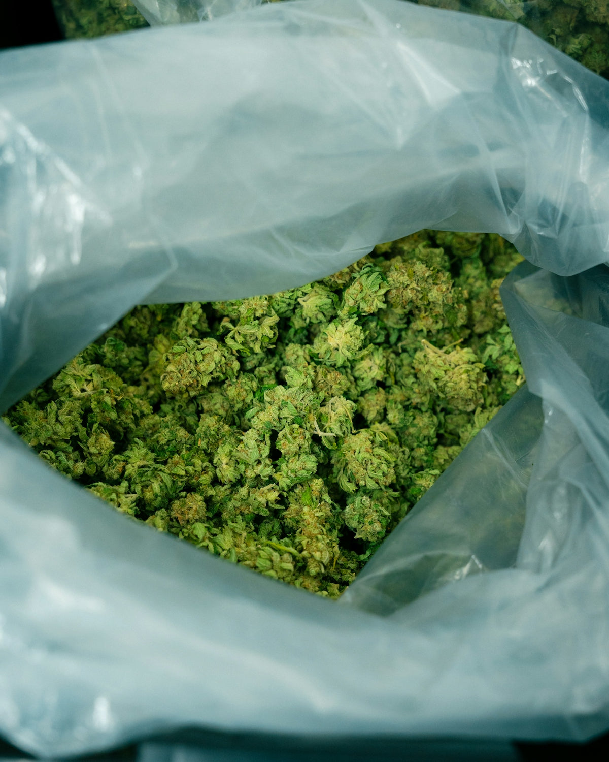 Bag of cannabis.