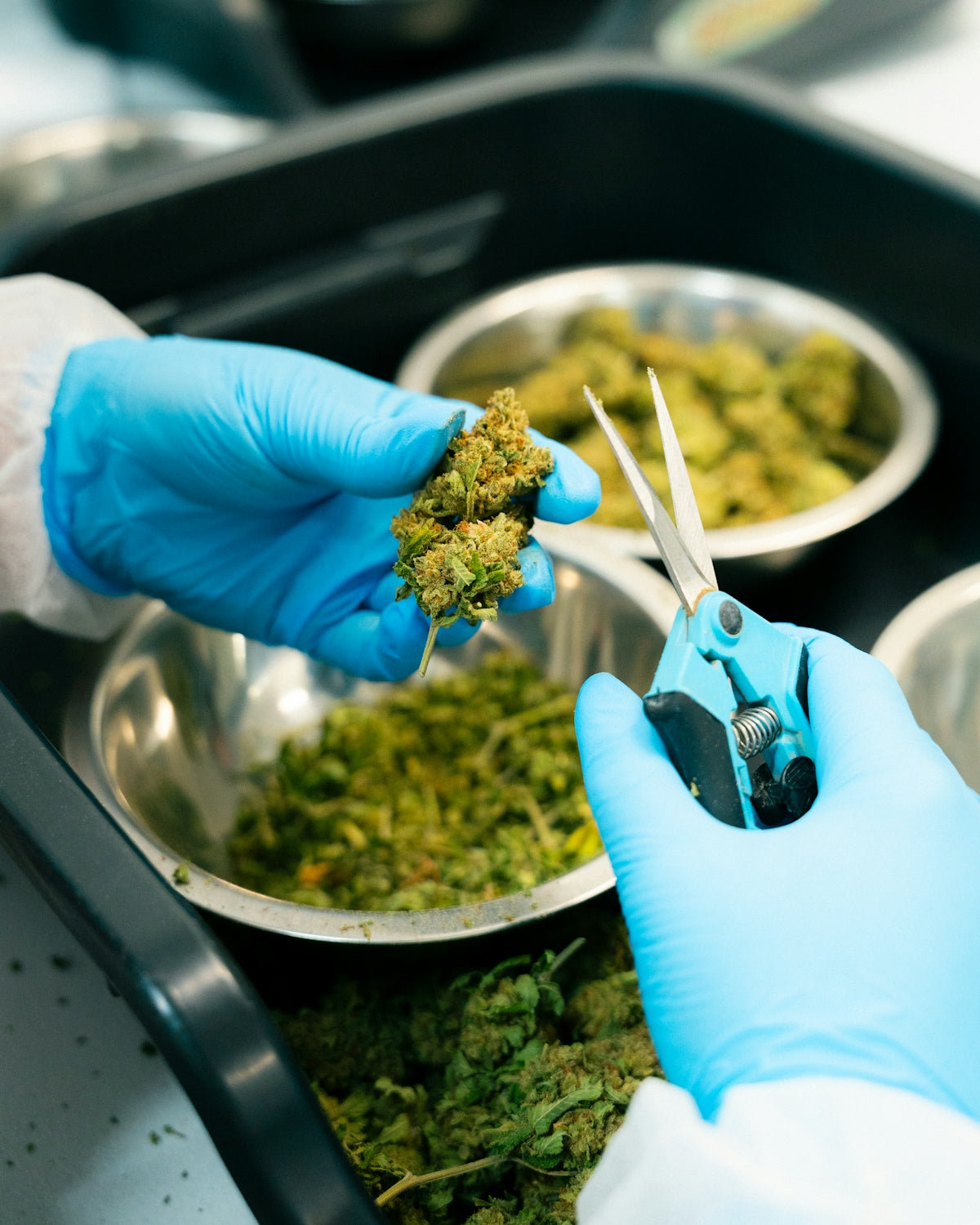 Trimming cannabis buds with surgical blue gloves.