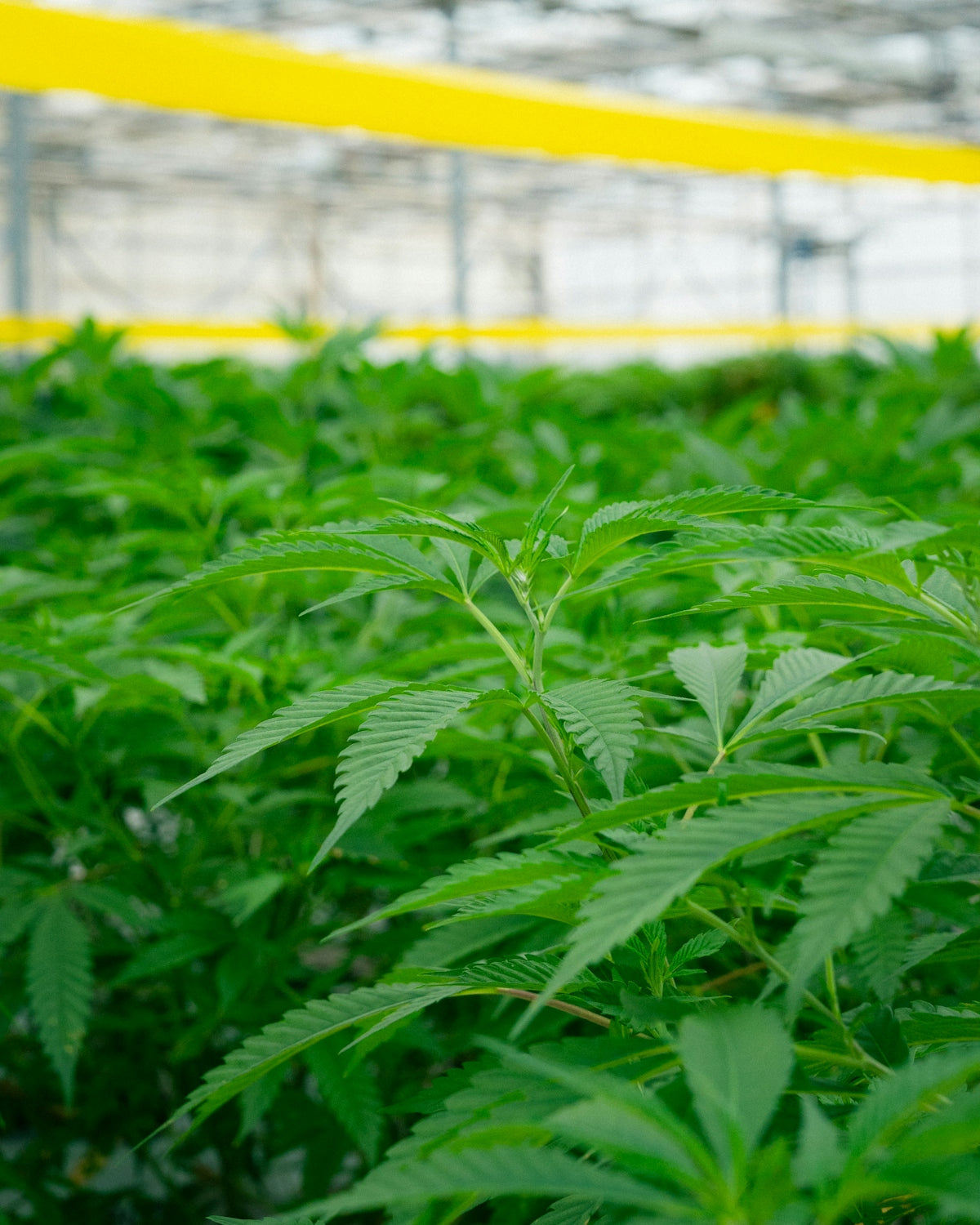 Cannabis plants growing inside a greenhouse.