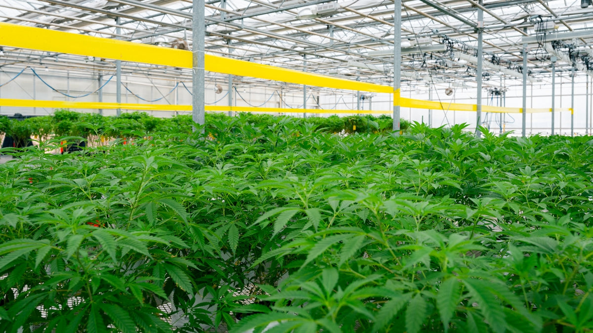 Marijuana plants flourishing inside a greenhouse.