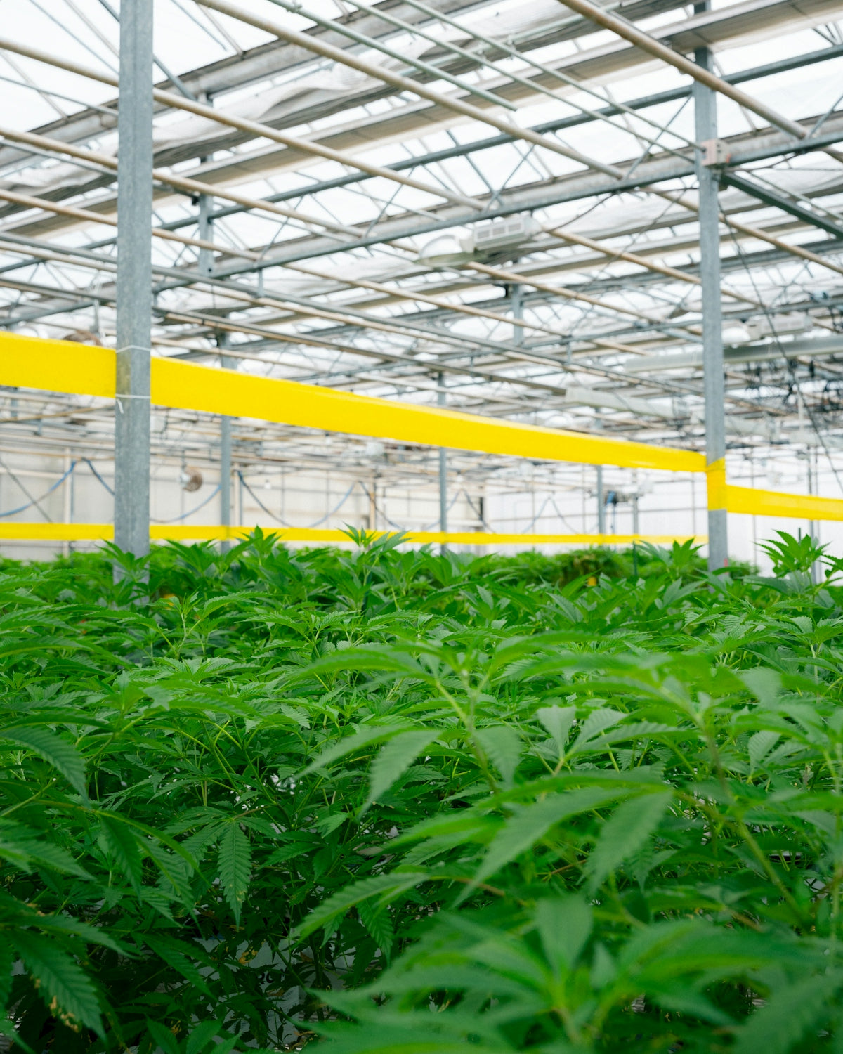 Cannabis plants growing inside a greenhouse.