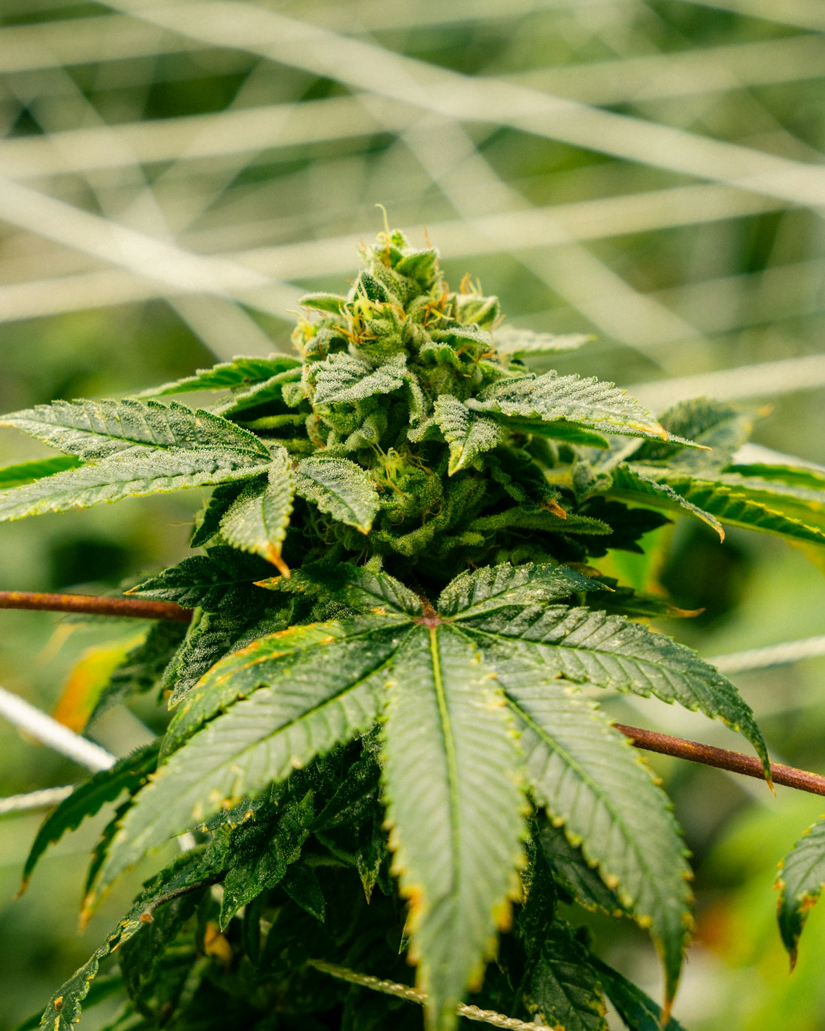 Here is a caption for the image: cannabis plant growing in a greenhouse.