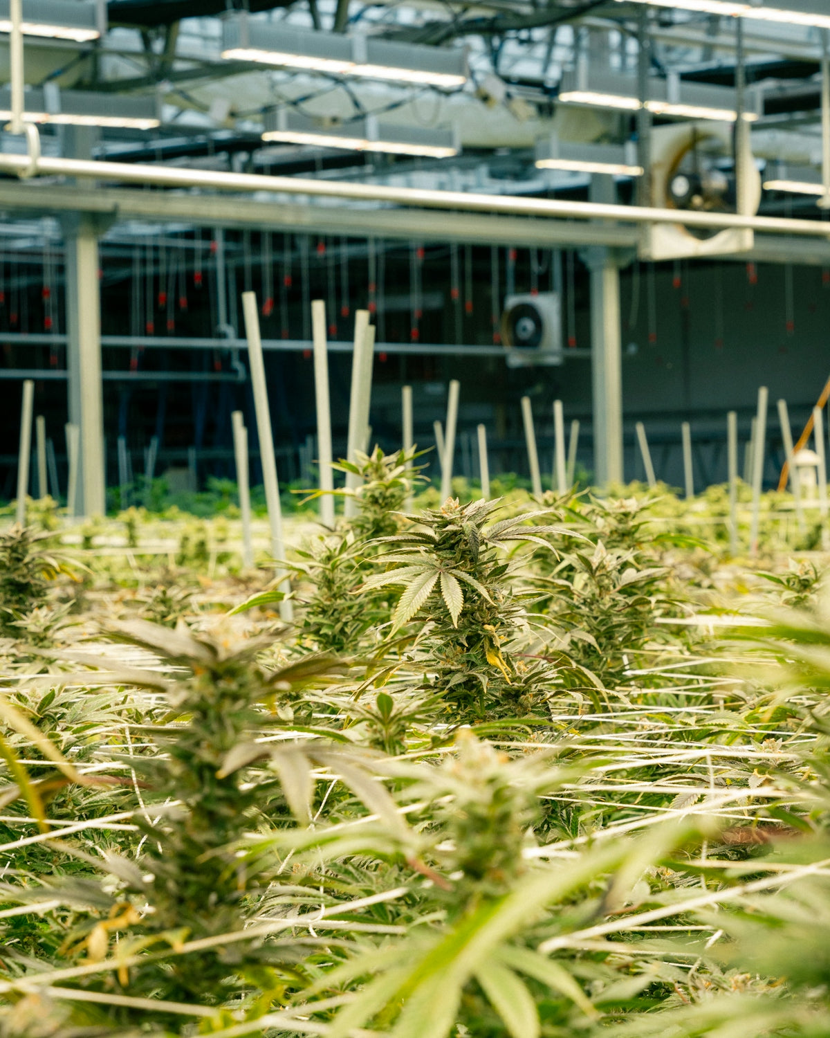 Cannabis plants thrive in a modern greenhouse setting.