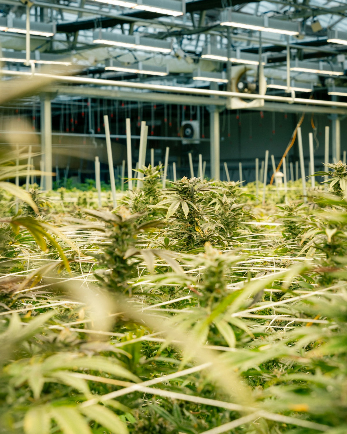 Cannabis plants growing inside a commercial greenhouse.