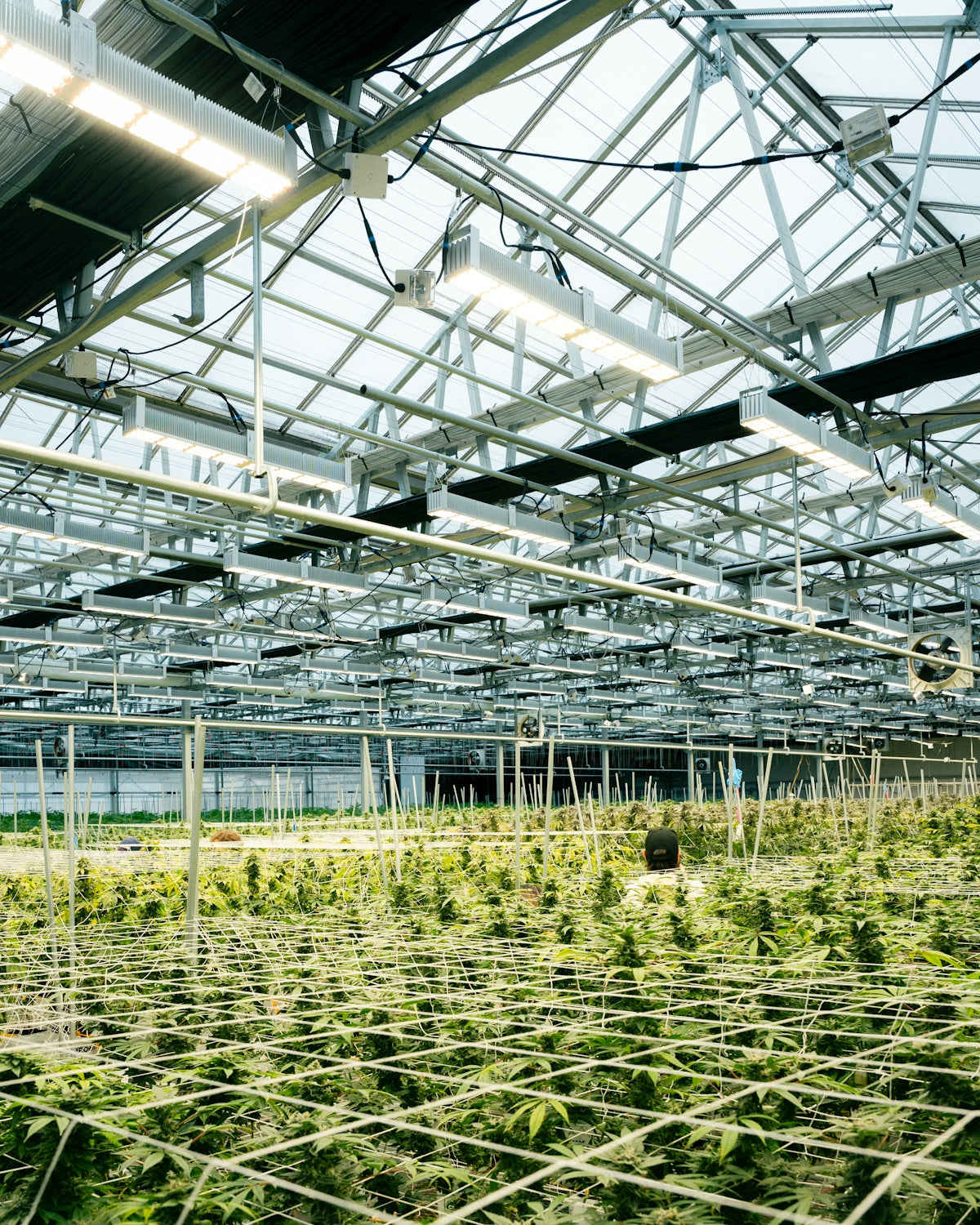 Cannabis plants grow inside a large greenhouse.