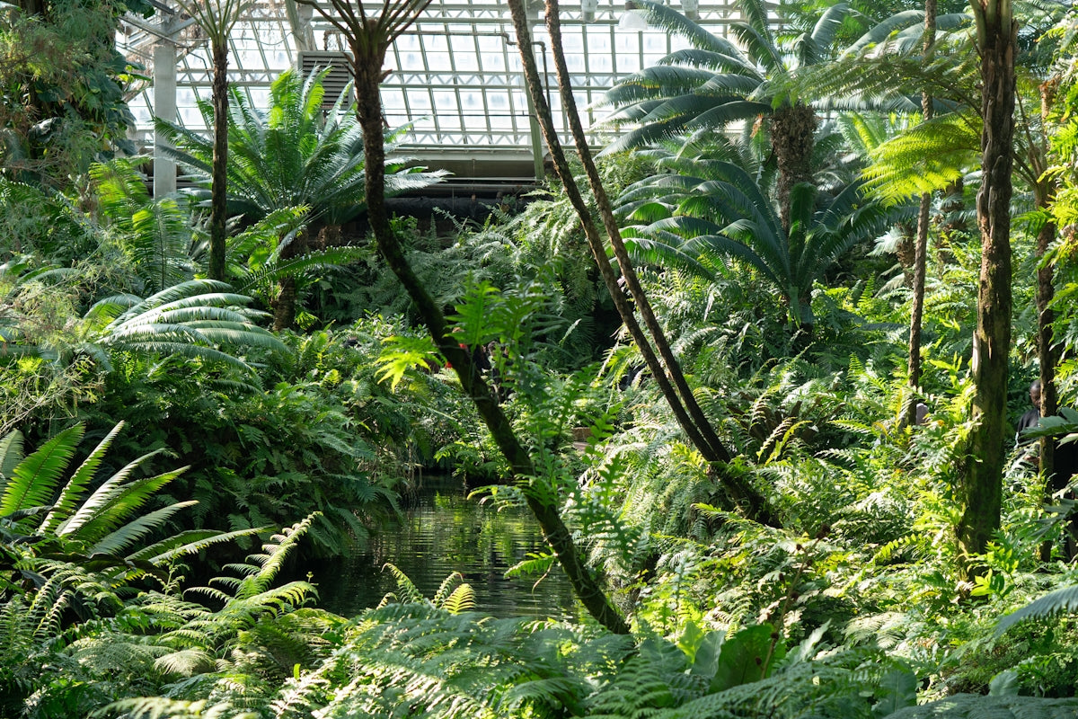 Lush green plants thrive in this greenhouse.