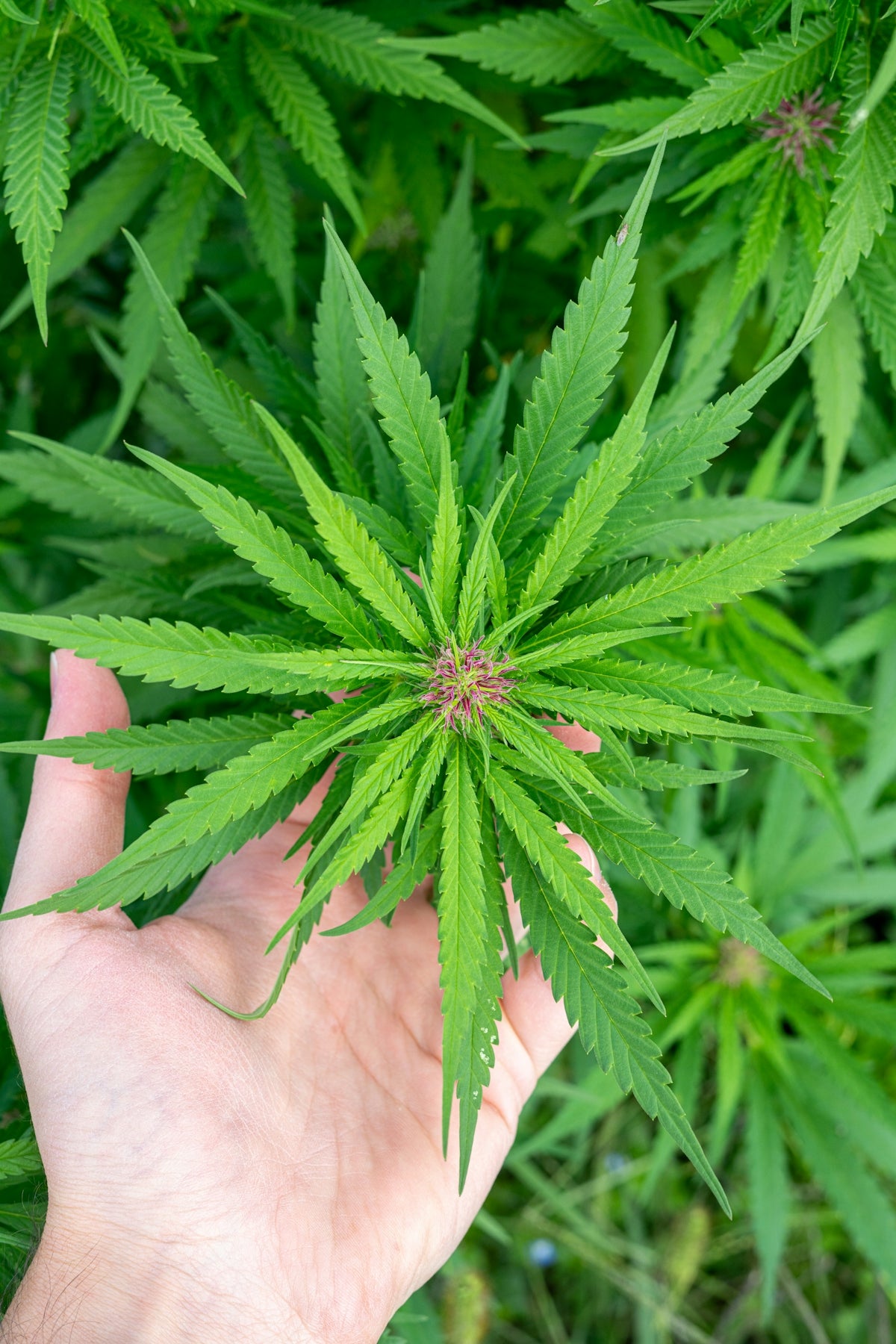 Hand holding a cannabis plant with leaves.