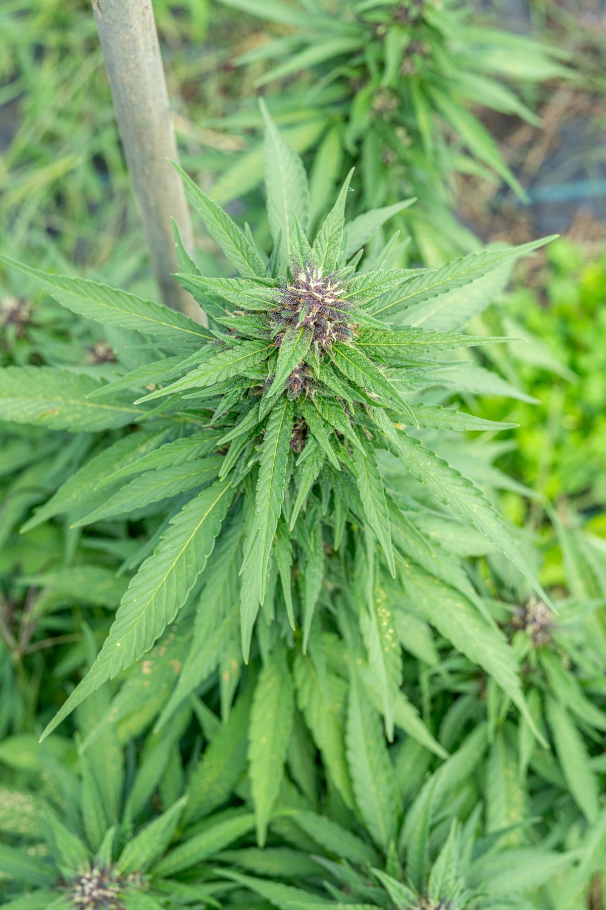 Here's a caption: cannabis plant with purple buds.