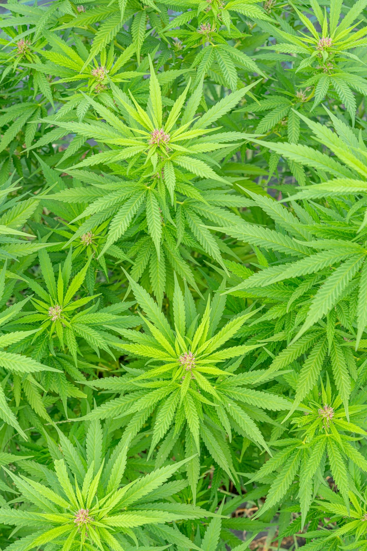 Cannabis plants are growing and blossoming.