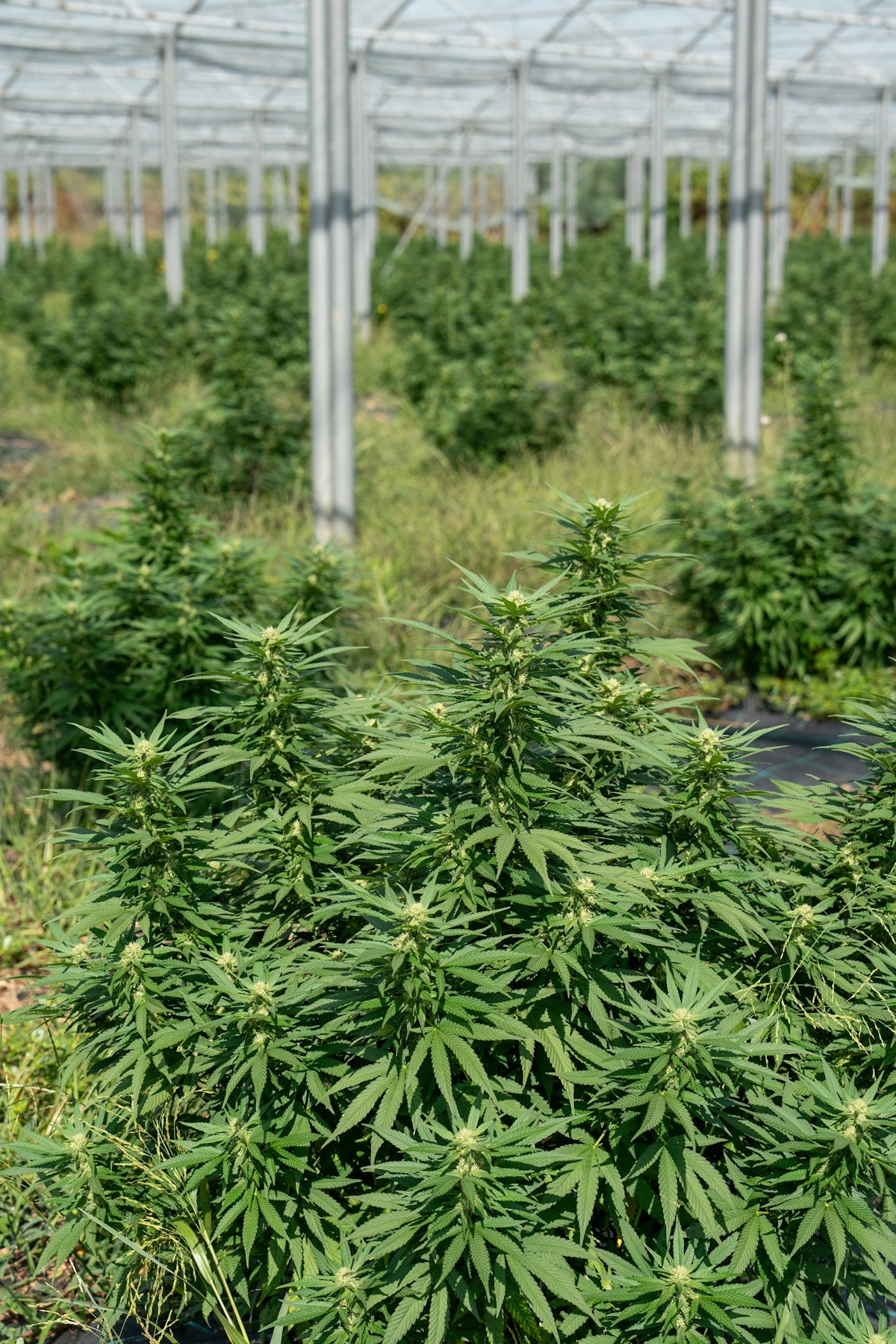 Cannabis plants grow under a greenhouse structure.
