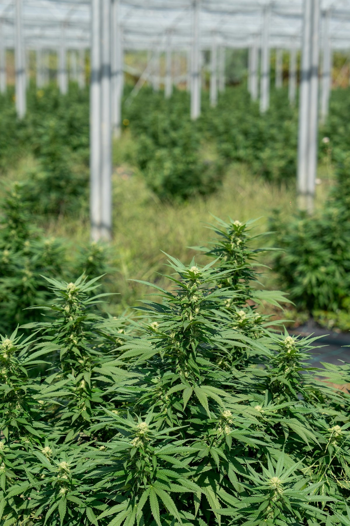 Cannabis plants grow in a greenhouse.