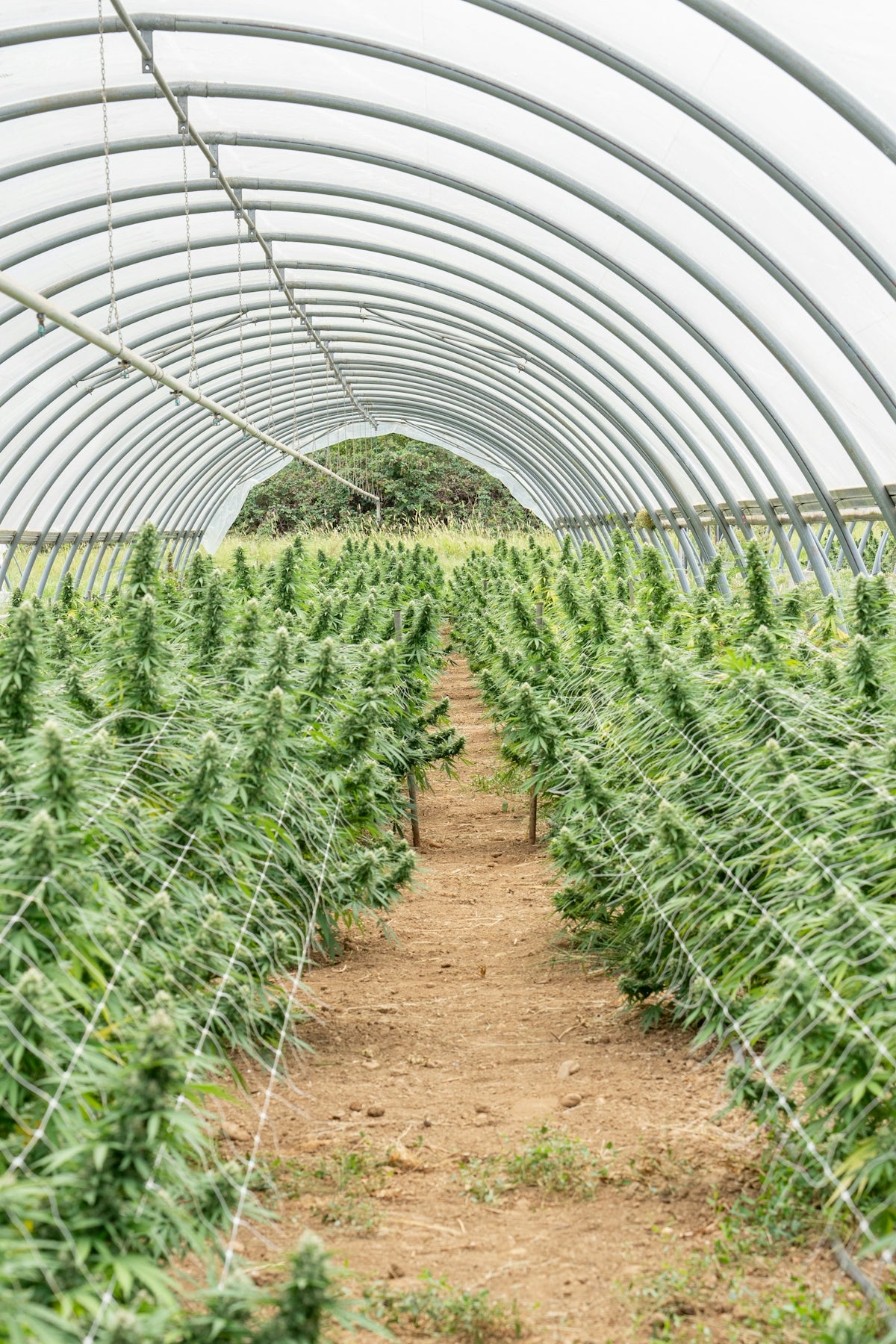 Marijuana plants grow inside a greenhouse.