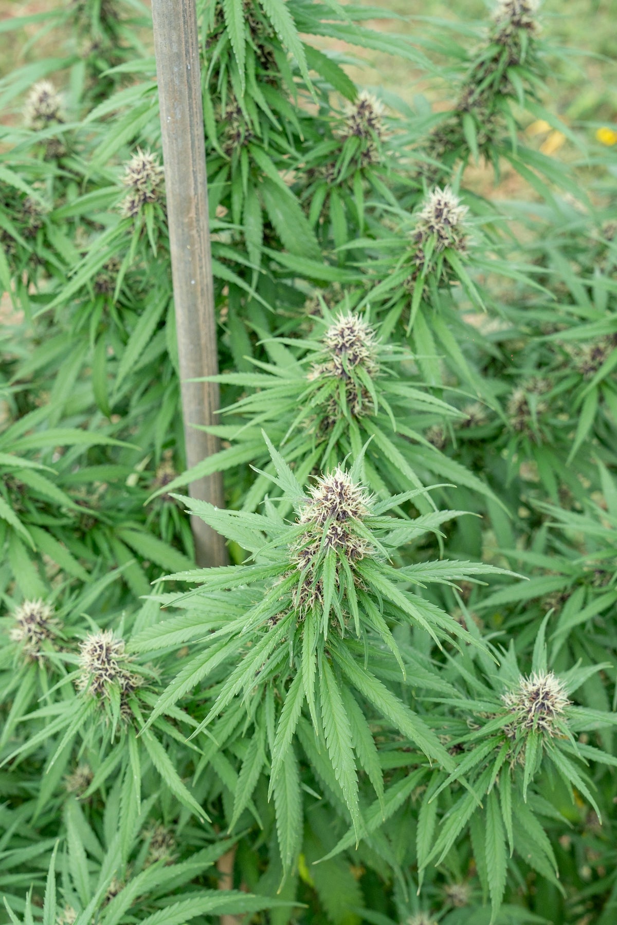 A cannabis plant is growing with several buds.
