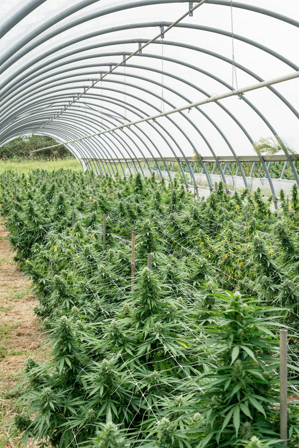 Cannabis plants flourish inside a greenhouse structure.