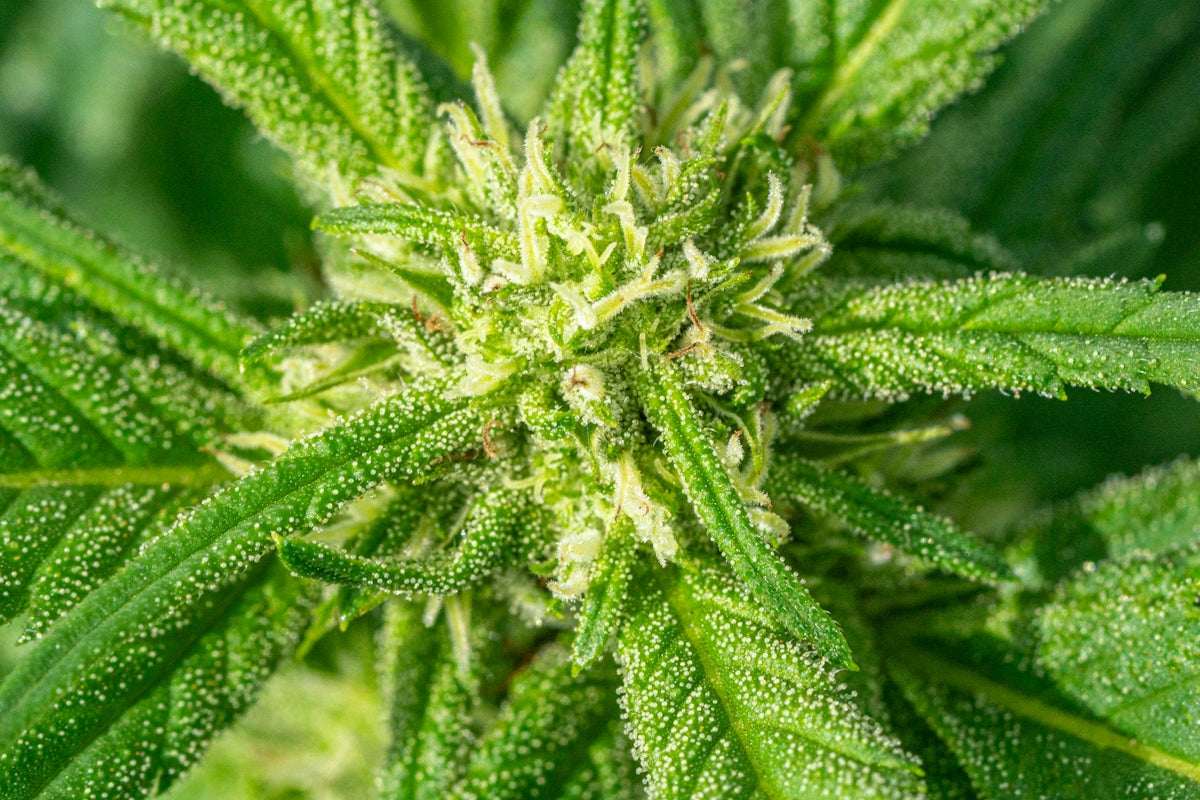 Here's a caption: cannabis plant bud with trichomes in close-up.