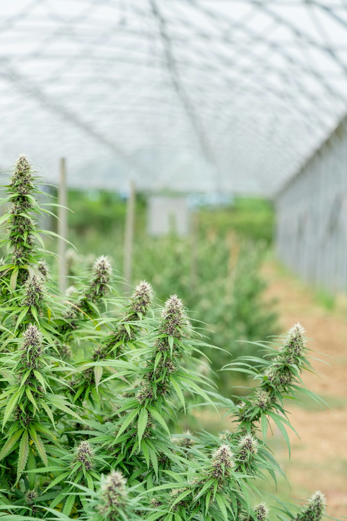 Cannabis plants grow in a greenhouse.