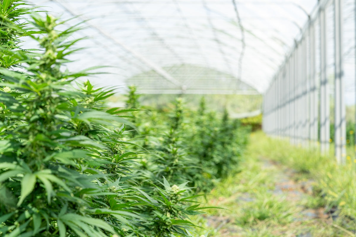 Cannabis plants are growing inside a greenhouse.
