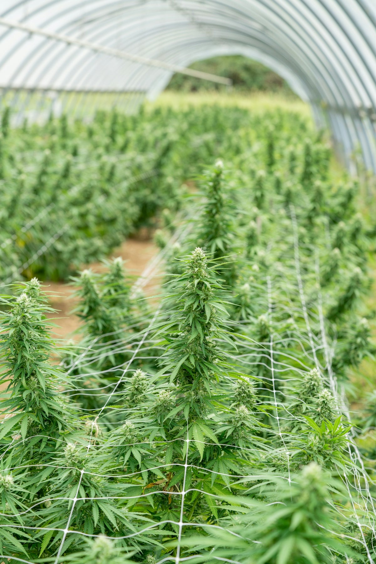 Cannabis plants grow in a greenhouse.