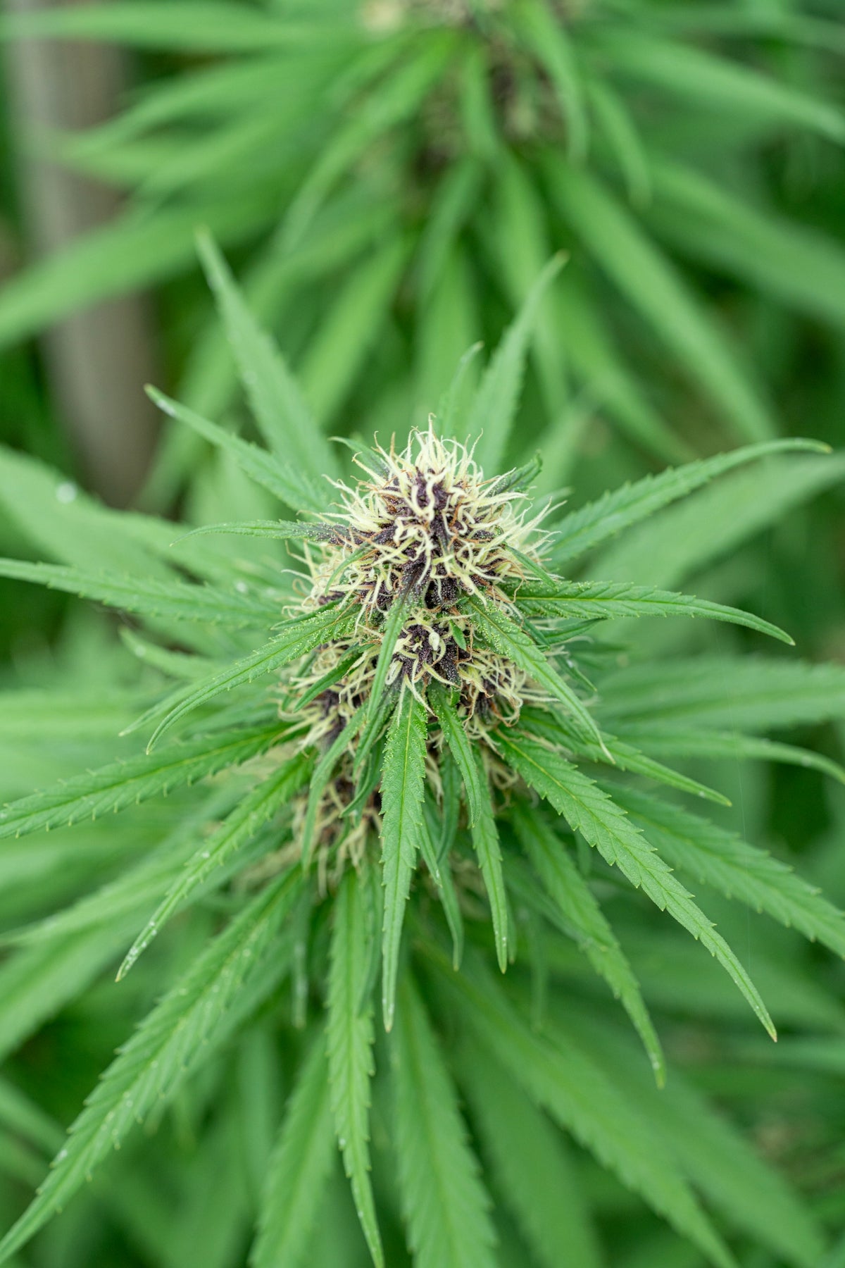 Here's a caption for the image: **close-up view of a cannabis plant.**