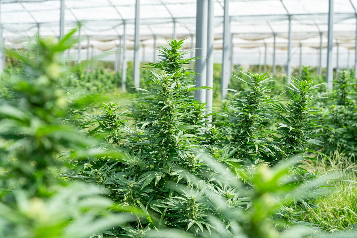Cannabis plants growing inside a greenhouse.