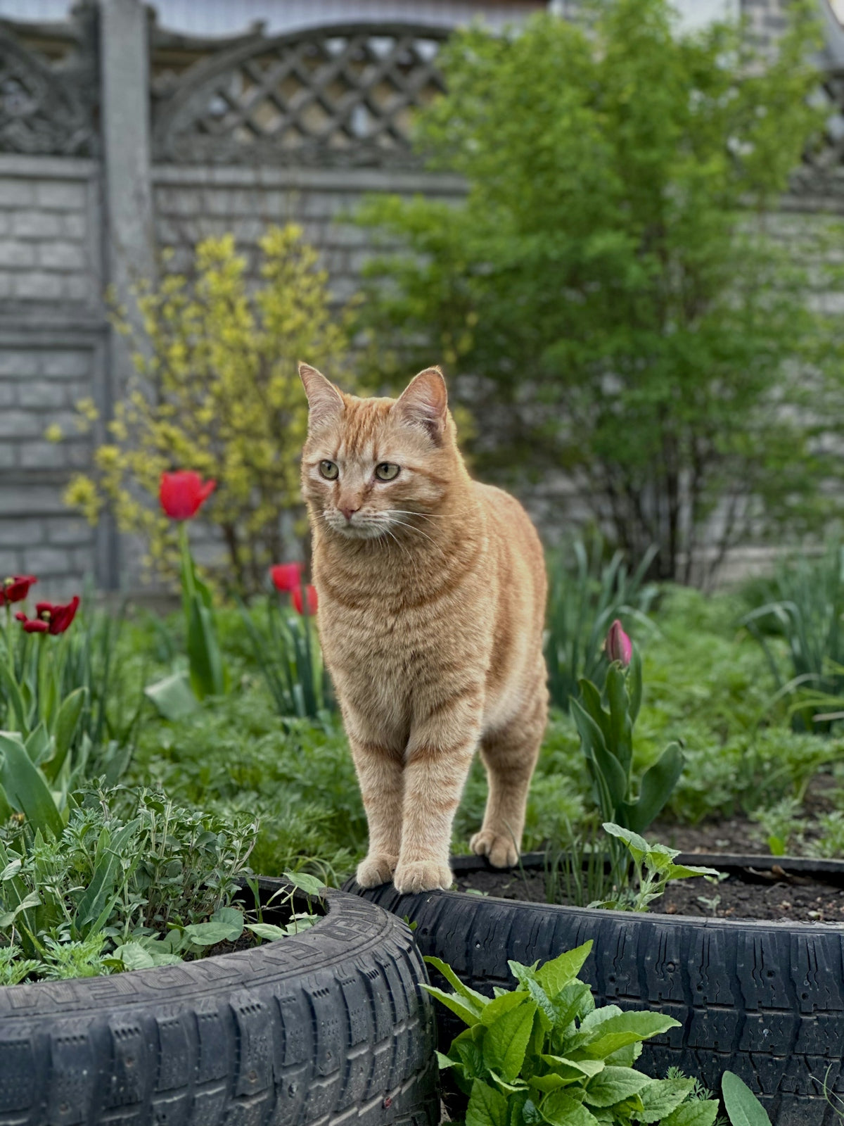 Orange cat stands in a garden.