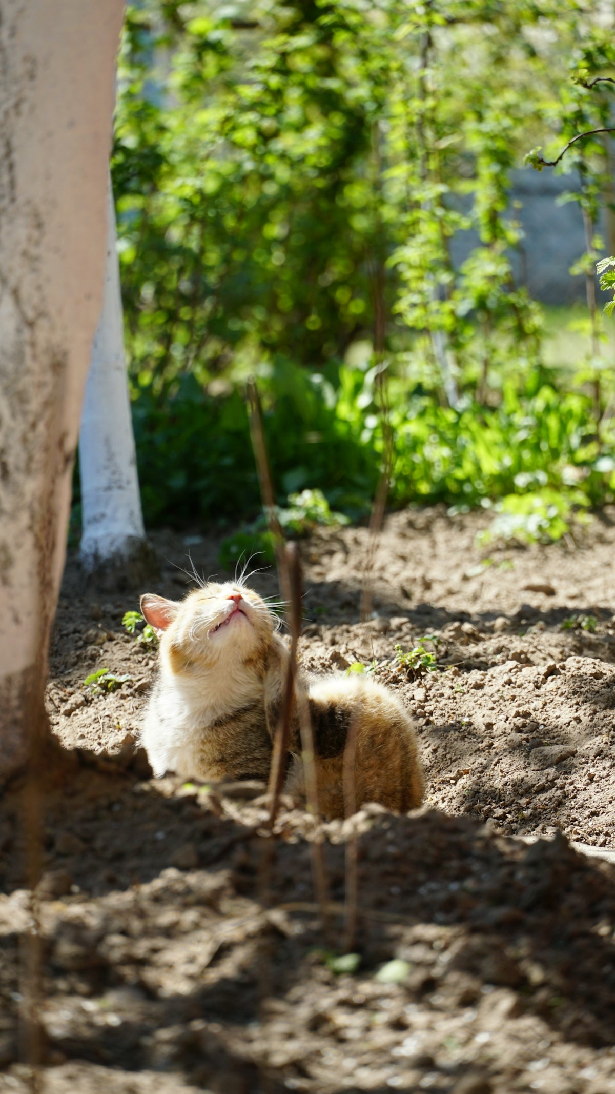 A cat enjoys the sun while relaxing in the dirt.