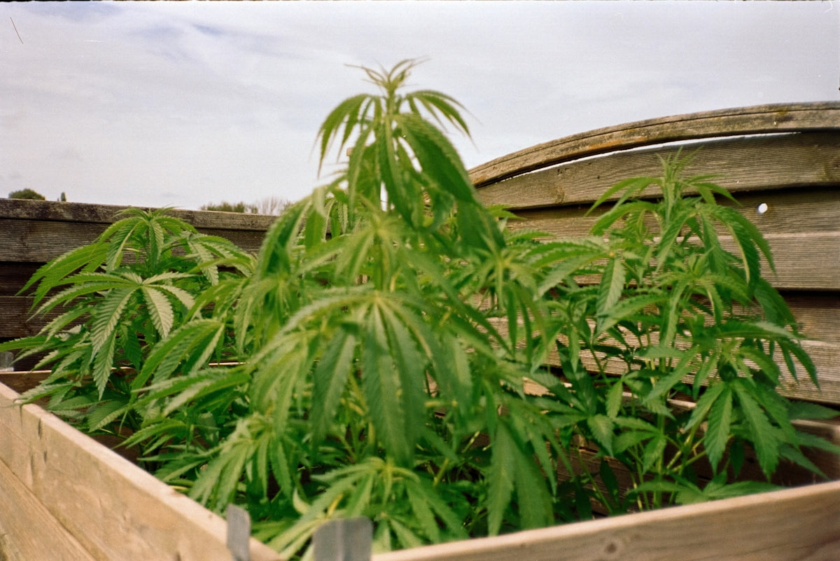 Marijuana plants grow in a wooden box.