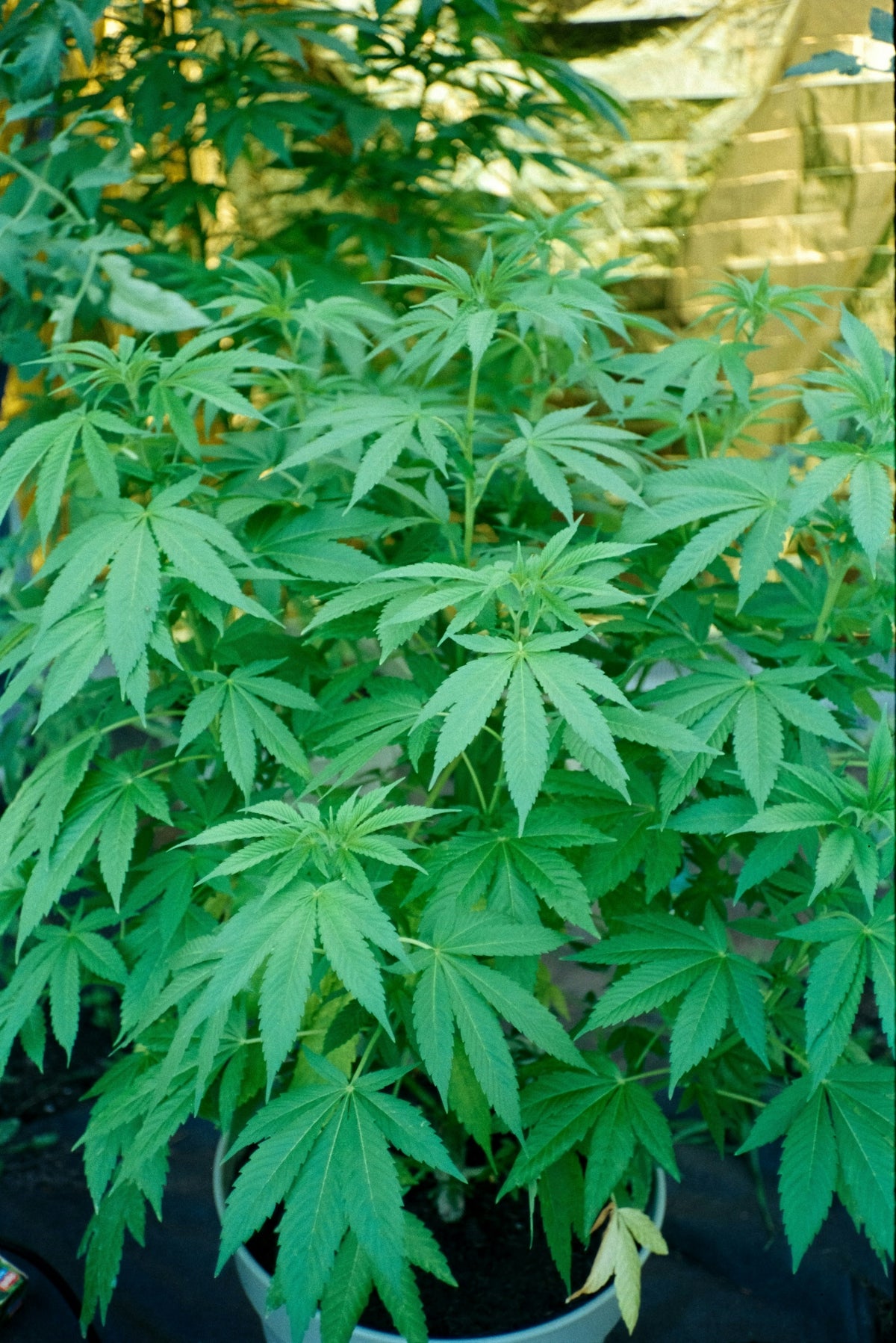 A marijuana plant is thriving in a pot.