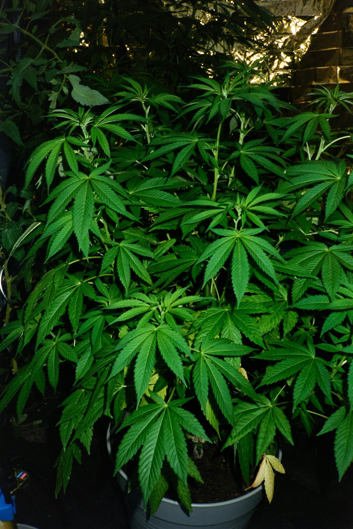 A cannabis plant is shown, lush and green.