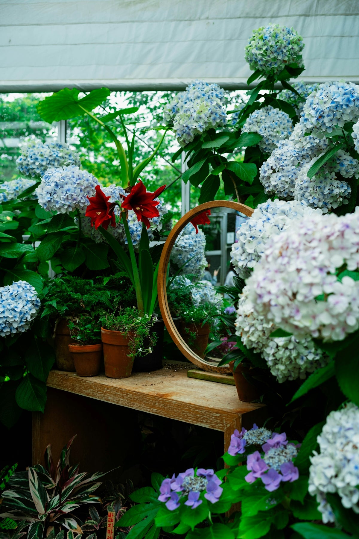 Hydrangeas bloom beautifully with a mirror reflection.