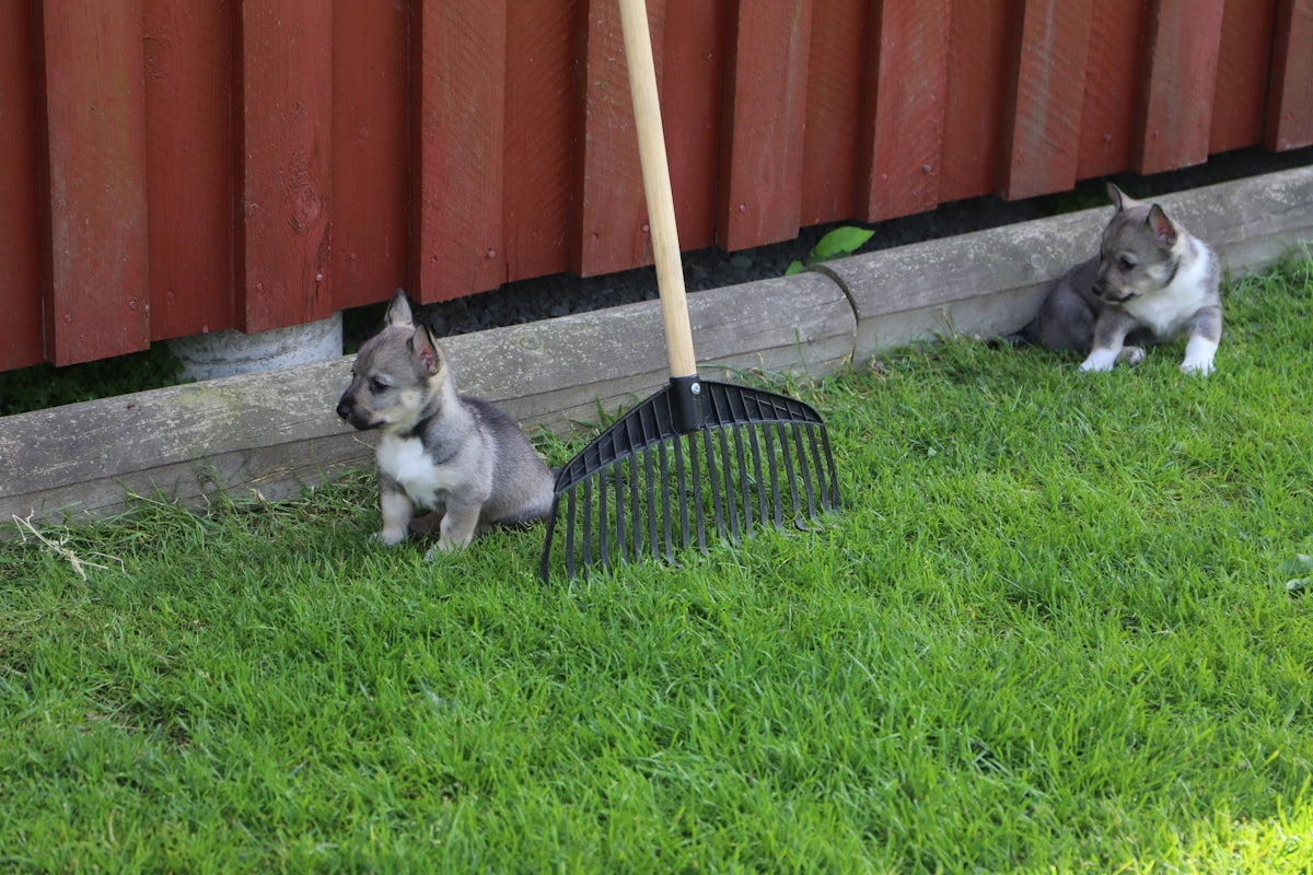 Two puppies sit by a rake.
