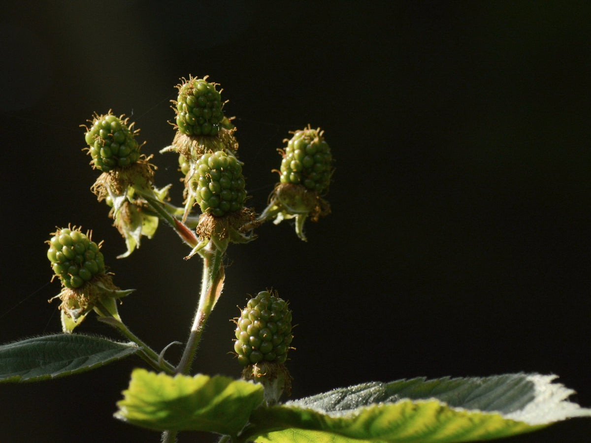 Unripe blackberries grow on a stem.
