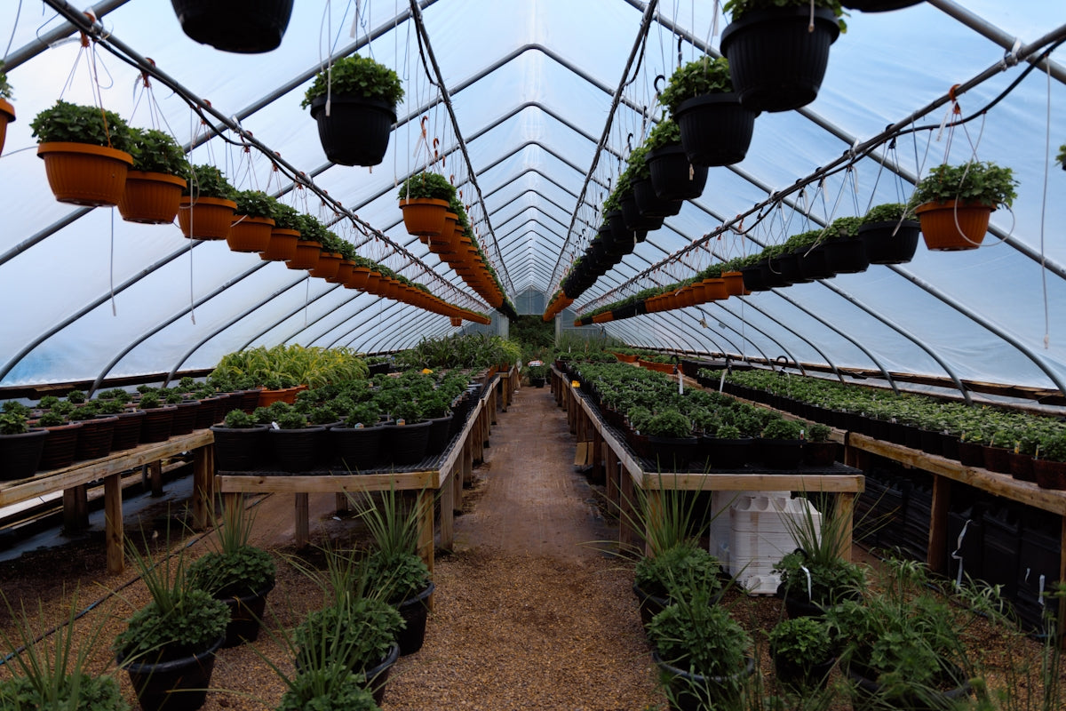 A greenhouse filled with hanging plants.