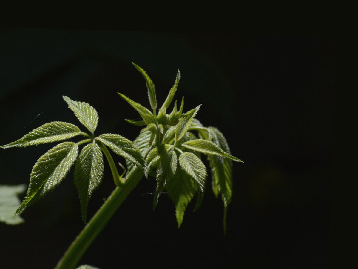 Fresh green leaves reaching towards sunlight.