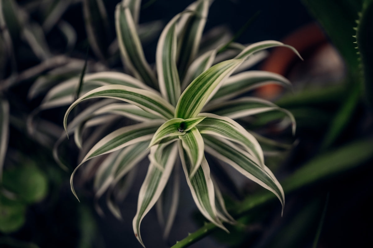 A spider plant with striking green and white leaves.