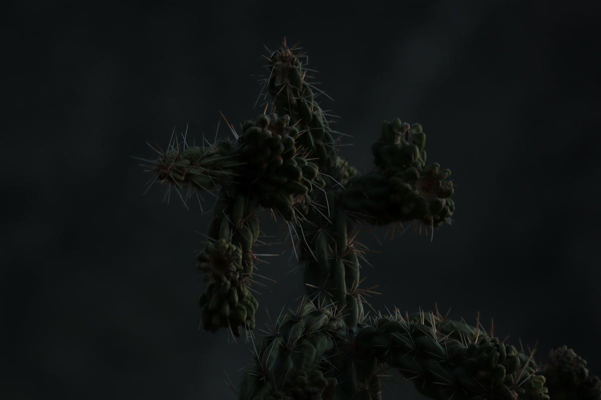 Cactus spikes against a dark, blurred background.