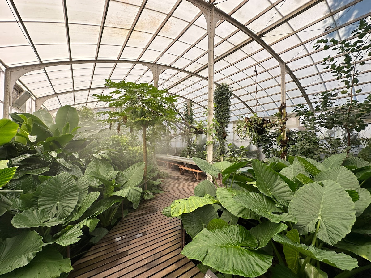 Lush green plants inside a humid greenhouse with wooden walkway.