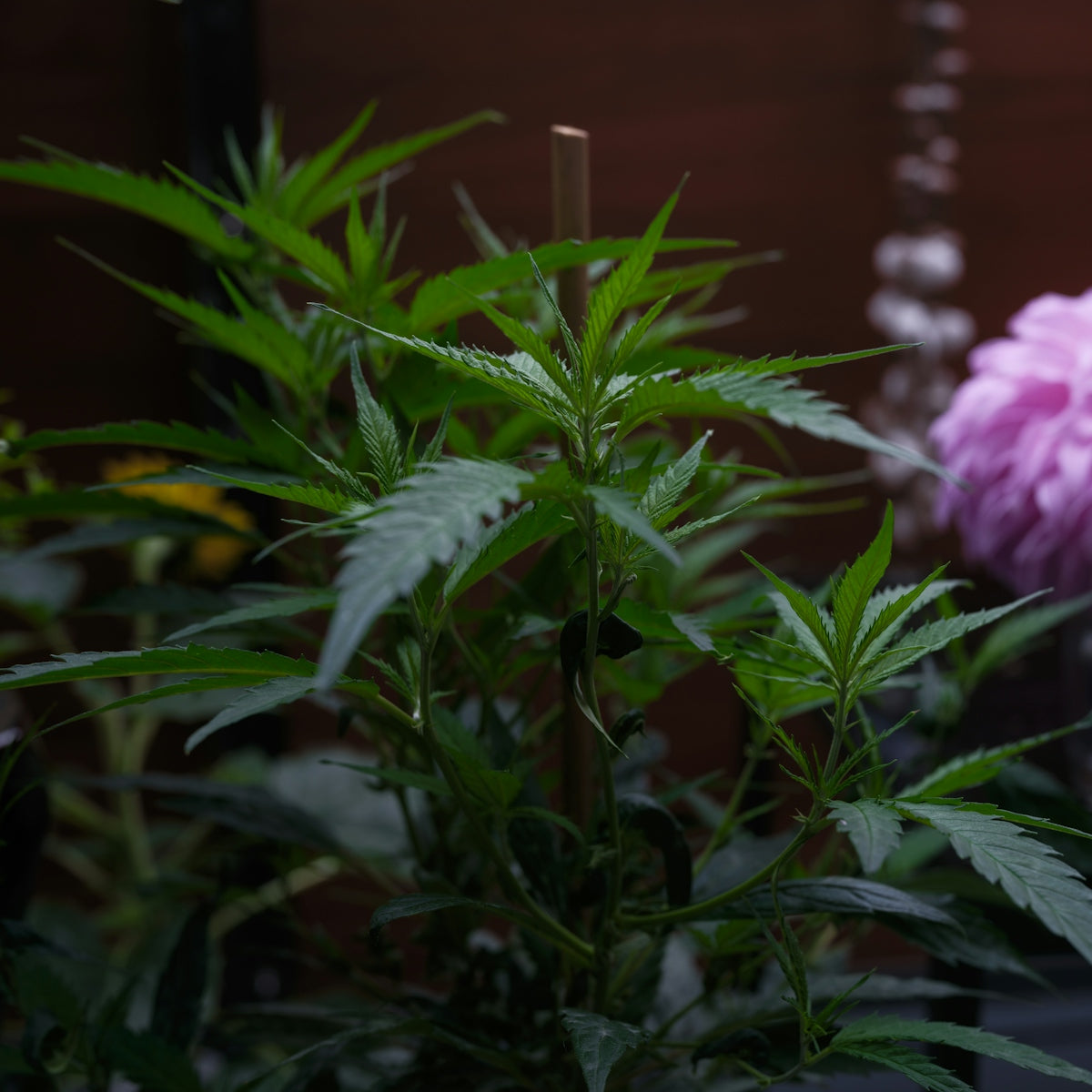 A cannabis plant with green leaves and a flower.