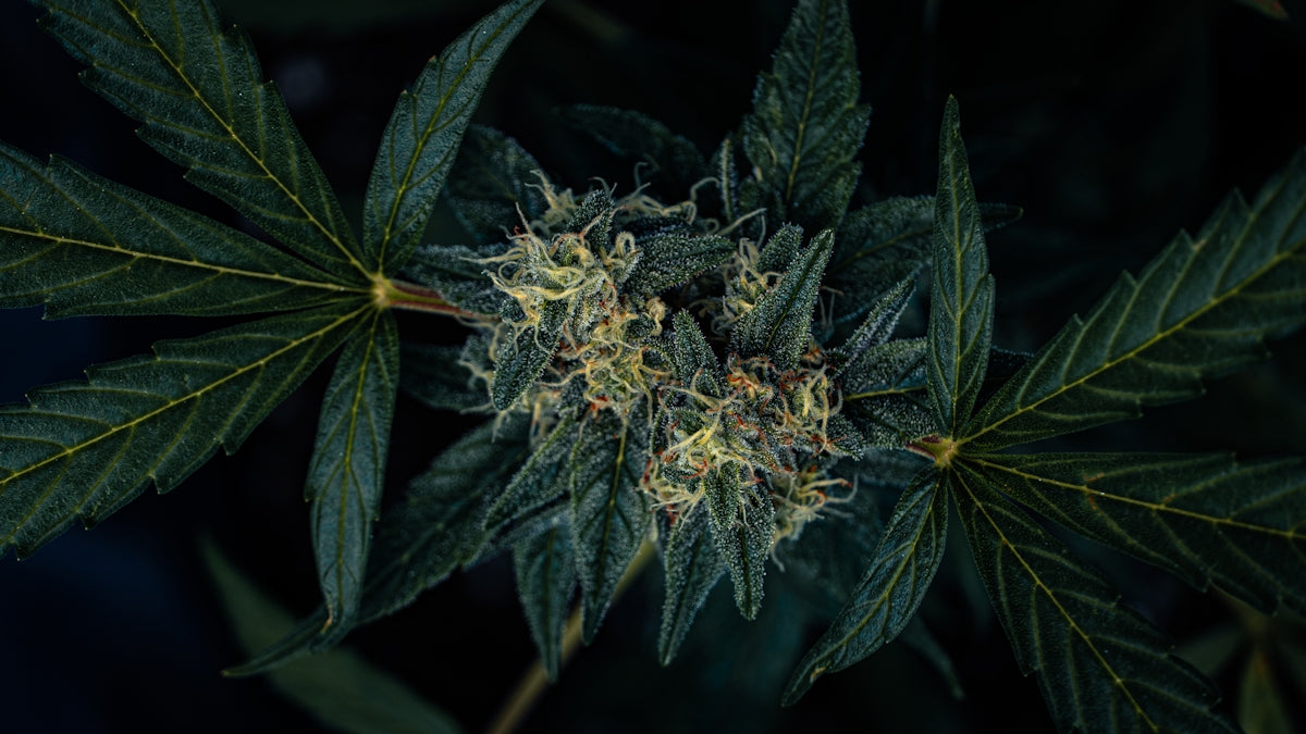 Close-up of a cannabis plant bud with leaves.