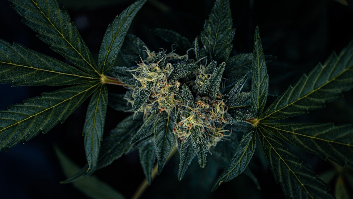 Close-up of a cannabis plant bud with leaves.