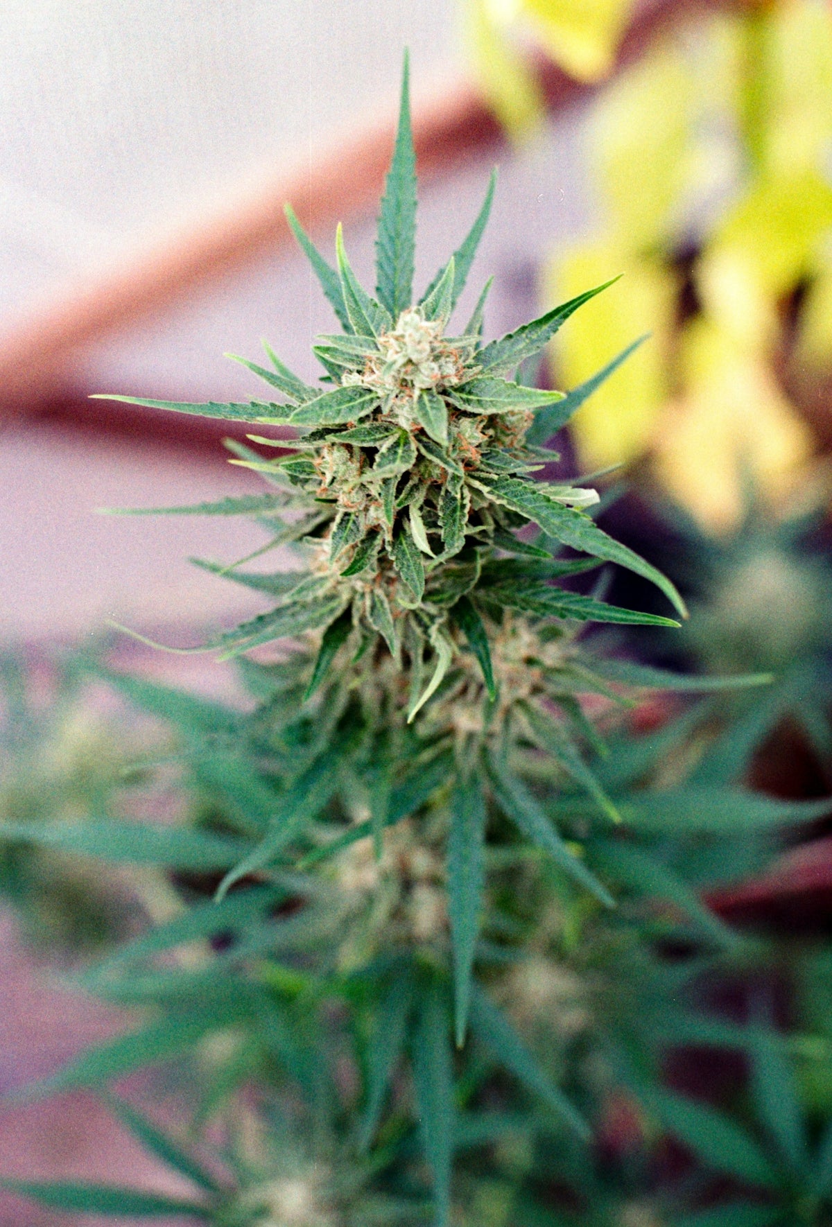 Close-up of a cannabis plant bud with green leaves.