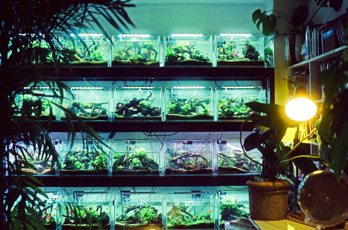 Multiple aquariums filled with plants and lit from above.