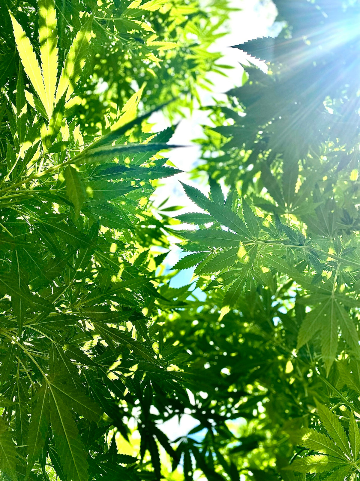 Sunlight filters through lush green cannabis leaves.