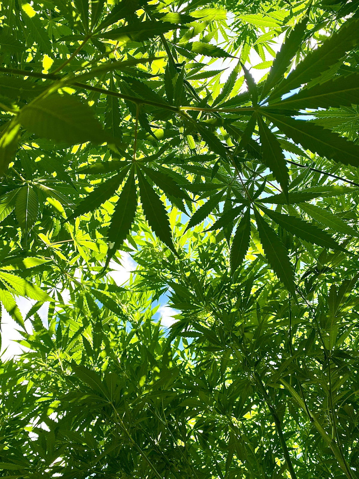 Green cannabis leaves seen from below against the sky.