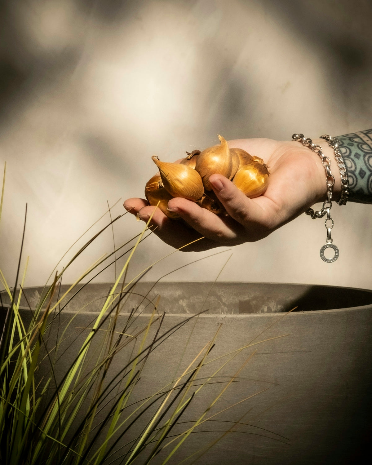 Hand holding tulip bulbs over a planter