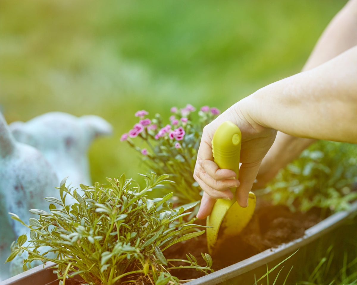 Hands planting flowers in a garden bed.