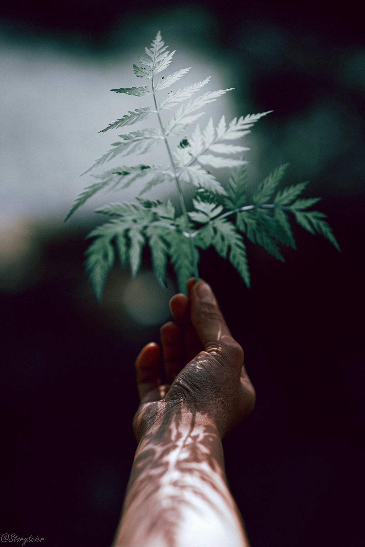 Hand holding a delicate fern leaf with dappled light
