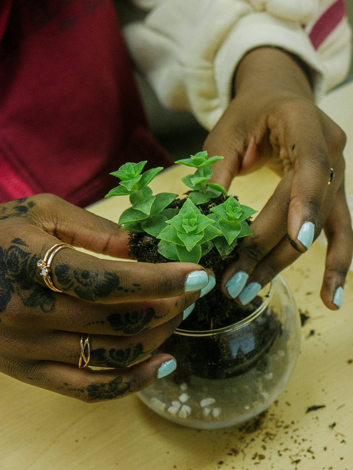 Hands planting a small succulent in a glass bowl.